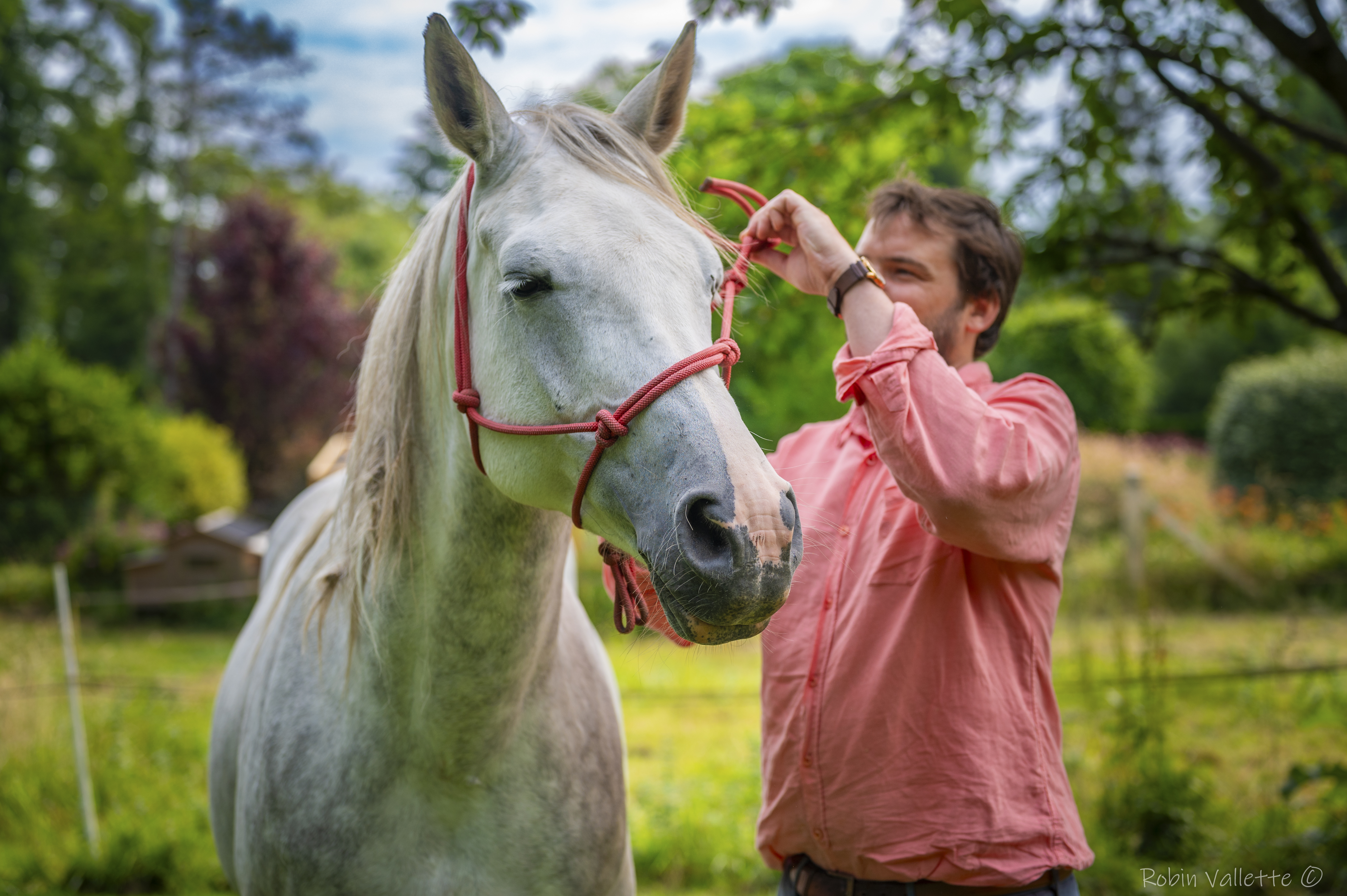 Equicoaching Morville-le-Héron — Homme et cheval face à face